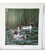 Neal Anderson Courtship-Pintails Duck Print 1997 Limited Edition Signed ... - $123.45