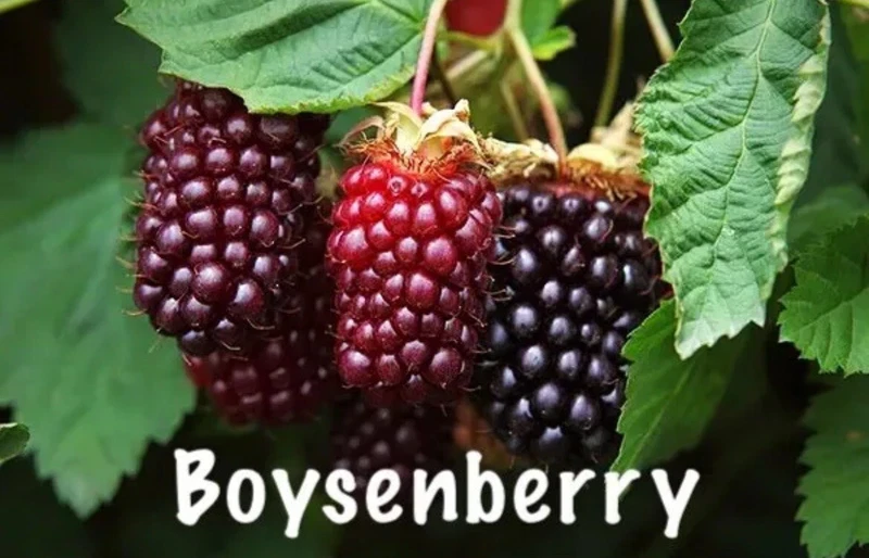 Fragrant 3 Pack Boysenberry Rubus-live Plants Not Potted - €37,37 EUR
