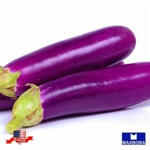 150 Long Purple Eggplant Seeds Garden Us Seller - £3.17 GBP