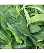 Best Goldfinger Banana Tree / Musa / Live Plant - $31.99