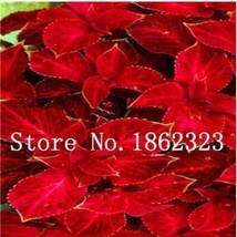 200 pcs Fire Red Coleus Seeds Herb Ornamental Plants FRESH SEEDS - £9.25 GBP