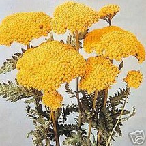 Yarrow- Cloth Of Gold/Yellow- 250 Seeds Fresh Garden Usa Seller - $6.80