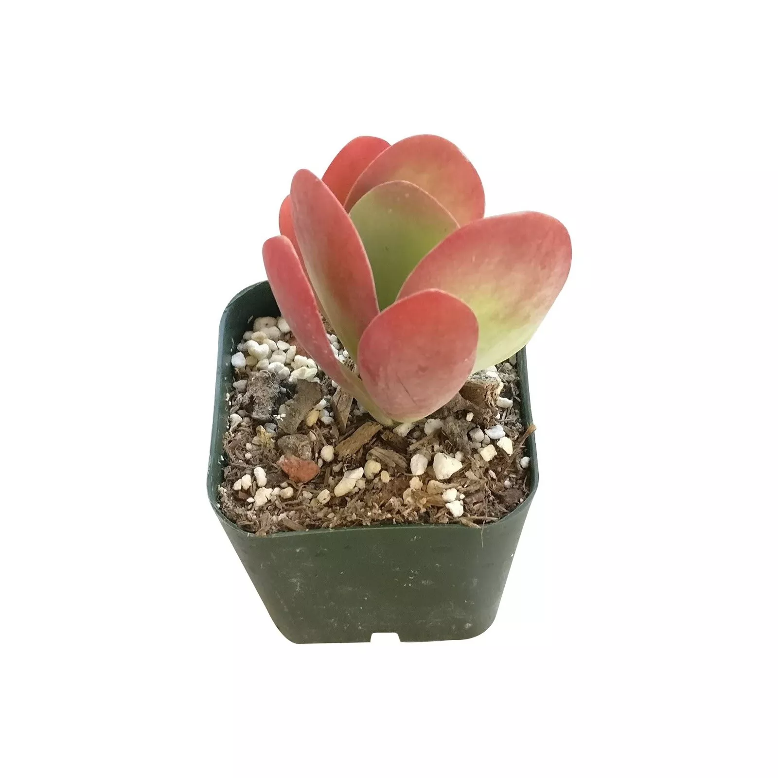 2&#39;&#39; Pot Kalanchoe Flapjacks Paddle Plant Thyrsiflora Succulent - $25.98