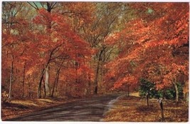 Ontario Postcard Simcoe County Autumn Leaves - £1.75 GBP