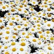 Alaska Shasta Daisy 50 Seeds  Heirloom  2nd Year Maturity Perennial Non-GMO - £7.95 GBP