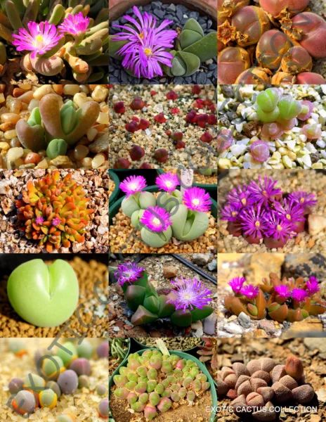 Color Gibbaeum Mix Succulent Cactus Mixed Living Stone Rock Plant 100 Seeds Fres - £23.12 GBP