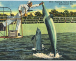 Marineland, FL. - Feeding Time Jumping Dolphins - Vintage Linen Postcard - £3.58 GBP