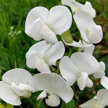 White Tall Sweet Pea, 100 Seeds D - £13.05 GBP
