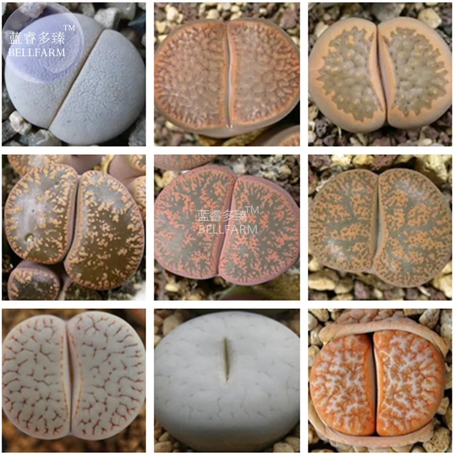 fresh BELLFARM Mixed 9 Types of Lithops pseudotruncatella Seeds, 10 seed - £5.90 GBP