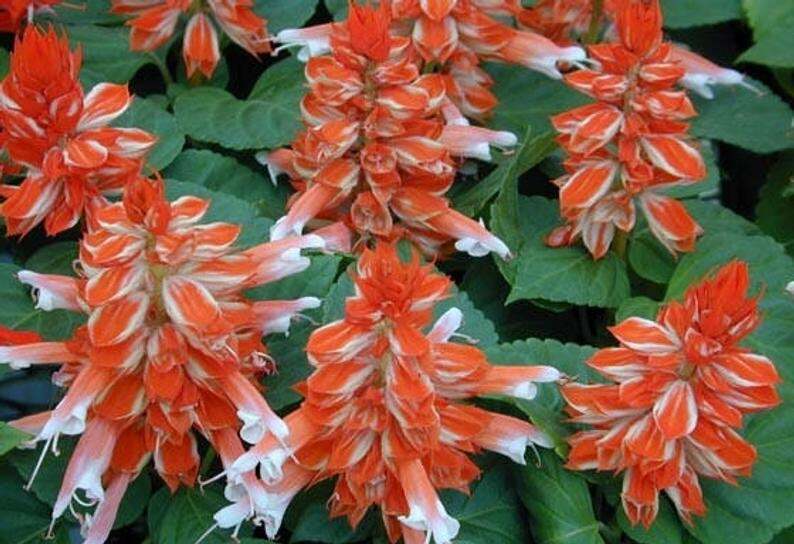 50 Orange White Salvia Flower Flowers Hummingbird Perennial Seeds  - $15.99