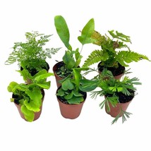 Fern Variety Assortment, 6 Different Fern Plants, in 2 inch pots, Super Cute, Be - £22.18 GBP