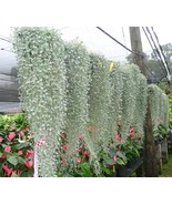 Silver Falls Dichondra Seeds 10 Seeds Stunning Weeping Plant Fast Grow - $454.18 MXN
