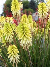 25 Citron Torch Lily Hot Poker Flower Flowers Perennial Seeds  - $297.41 MXN