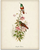 Vintage Two Hummingbirds Illustration - 11X14 Unframed Art Print Poster - - £32.90 GBP