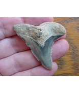 (s325-1) LARGE 1-7/8&quot; Fossil Hemipristis Shark Tooth Teeth JEWELRY snagg... - $108.45