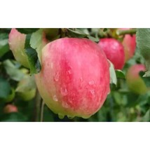 25+ Katy (Katya) Apple Seeds | Sweet Juicy Early Heirloom Variety - $16.50