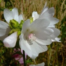 30 Malva White Perfection With Pink Antlers Flower Seeds Fresh USA Fast Shipping - $18.99