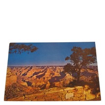 Postcard Grand Canyon National Park Arizona Tree View Card Chrome Unposted - £4.68 GBP
