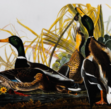 1979 Mallard Duck Color Plate Print Audubon Birds Of America Vintage Art... - $34.99