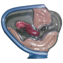 Anatomical Female Reproductive Health Display – NuvaRing Model – Educati... - $34.95