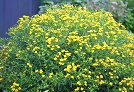 FA Store 501 Great St. Johns Wort Seeds Native Wildflower Shrub Perennial Herb M - £7.47 GBP