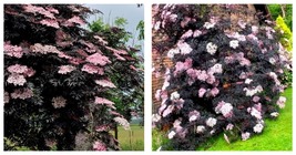 Live Fast Growing Tree BLACK LACE Sambucus Shrub Plant Gardening - £51.05 GBP