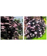 Live Fast Growing Tree BLACK LACE Sambucus Shrub Plant Gardening - $88.88 CAD