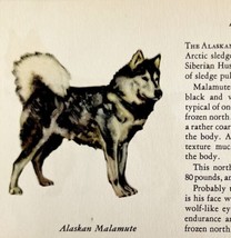 Alaskan Malamute 1939 Dog Breed Art Ole Larsen Color Plate Print Antique PCBG18 - £23.59 GBP
