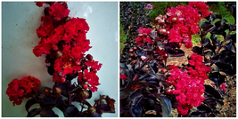 Black Leaf &quot;Red Hot&quot; Crape Myrtle Tree Crepe 6&quot; Live Starter Plant Rooted - NOL1 - £46.99 GBP