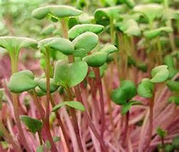 Radish, Microgreen, Sprouting, 8 OZ, Non GMO - Country Creek LLC Brand -... - £7.05 GBP