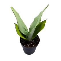 BubbleBlooms Sansevieria Moonshine White-ish Green Snake Plant in a 4 inch Pot - £21.83 GBP