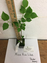Miss Kim Lilac shrub quart pot image 3