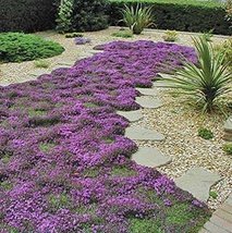 7000 Seeds Creeping Thyme Seeds, Heirloom, Non-GMO - £19.16 GBP