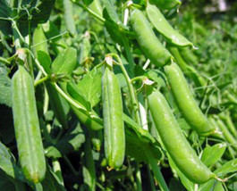 Peas, Thomas Laxton, Heirloom, Organic 20+ Seeds, Great For Salads And Cooking - £3.18 GBP