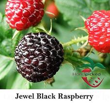 Jewel Raspberry - 1 Black Rasberry Plant- Best Black Raspberry Flavor - $19.95