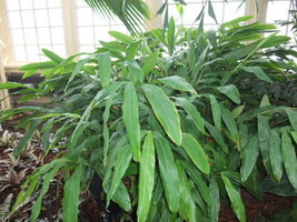 Elettaria Cardamomum Cardamom Ginger Seeds Fresh Usa Seeds - £13.11 GBP