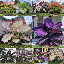 1 SEEDS Fascinating giant caladium MIX - $25.00