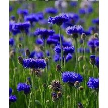 Bachelor Button, Tall Blue Seeds, 200 Seeds, Beautiful Bright Blue Colored Bloom - £4.81 GBP