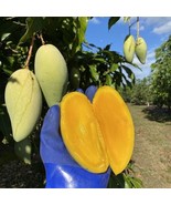 Nam Doc Mai Grafted Mango Tree 3 Feet &amp; Up Thai Favorite Mango Big And S... - $198.00