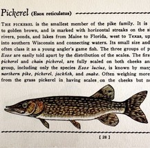 Pickerel Pike 1939 Fresh Water Fish Art Gordon Ertz Color Plate Print PC... - $29.99