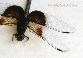 Widow Skimmer Libellula Luctuosa Real Dragonfly Framed Entomology Shadowbox - $58.99