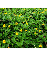 CLK 50+ Wedelia Seeds (Sphagneticola trilobata) Ox-eye Daisy Wedelia trilobata - $5.61
