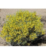 KKG Cassia Artemisioides Silver Senna Yellow Fresh Garden - $9.89