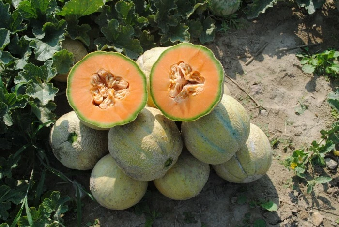 Trifecta Melon Seeds- -   - $9.27