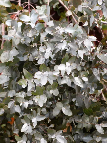 10 Silver Box Eucalyptus Pruinosa Silvery Blue Green Foliage Yellow Flow... - £6.29 GBP