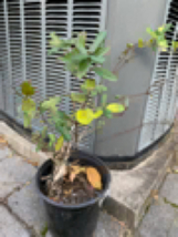 Exact plant Lonicera japonica bonsai  (Japanese honeysuckle), 4-5 year old - $58.00