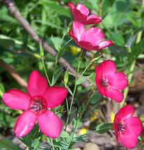 Flax Scarlet Drought Tolerant Scarlet Red Flower 240 Seeds  - $7.99