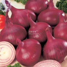 SEED Onion Red Burgundy Organic Vegetable Seeds - $11.99