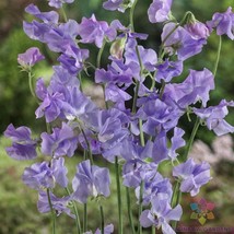 50 Royal Lavender Sweet Pea Seeds Garden Free Ship - $13.48