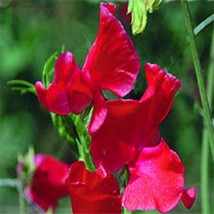 GUNEL Sweet Peas Royal Scarlet 15 seeds - £6.17 GBP